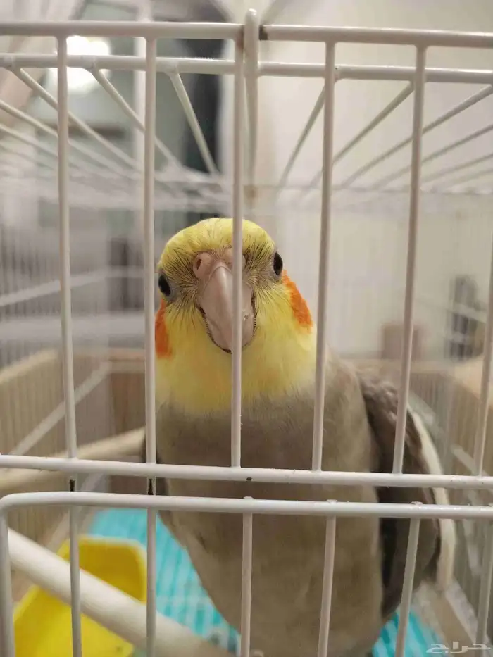 طير كروان عمره سنتين يغني و اليف و لعوب و غير قابل التنزيل 0