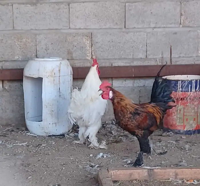 ديكه للبيع 0