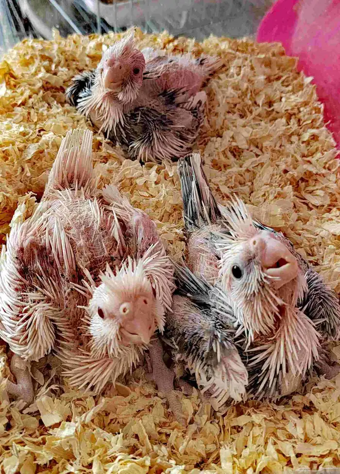 بقبقه كروان 0