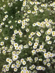 بذور نباتات الوسمي و الربيع البرية السعودية 2