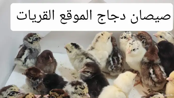 صيصان دجاج 0