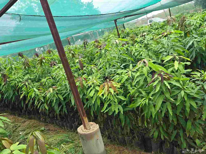 مشاتل جازان للمانجوه الزبده والتين البراون 10