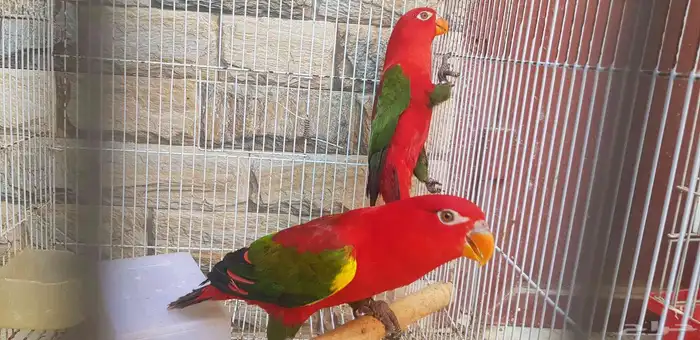 زوج لوري شاترينج جاهز محلل بشهايد حد ب6500ريال 4