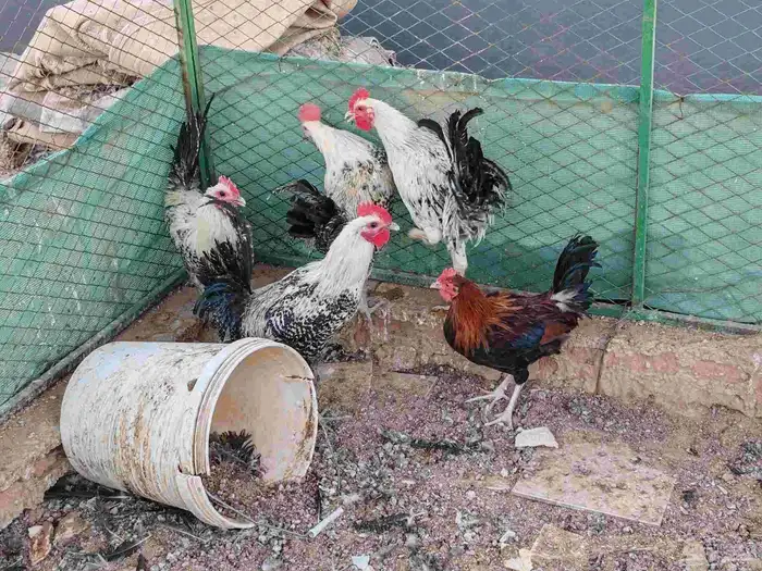 ديكة للبيع 3