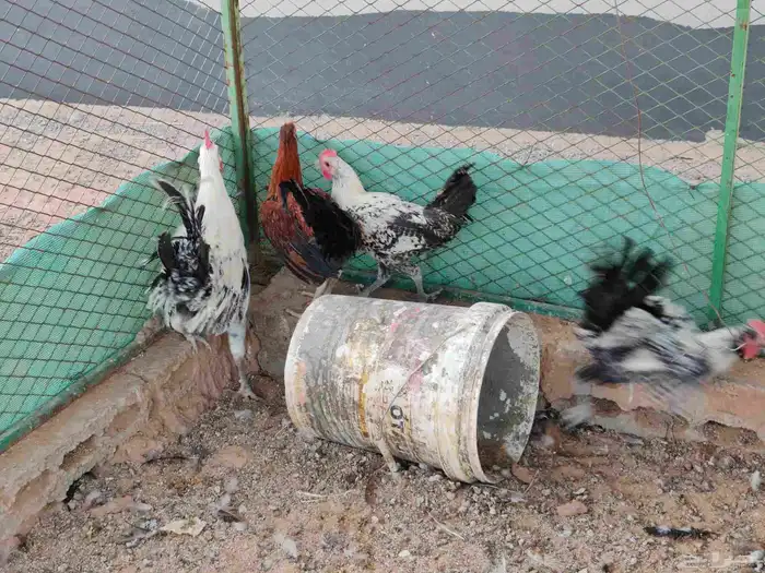 ديكة للبيع 1