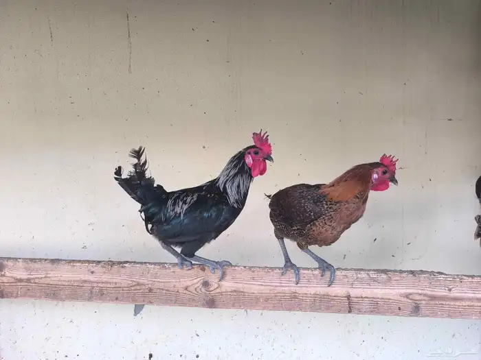 ديك. مجموعة ديوك للبيع 4