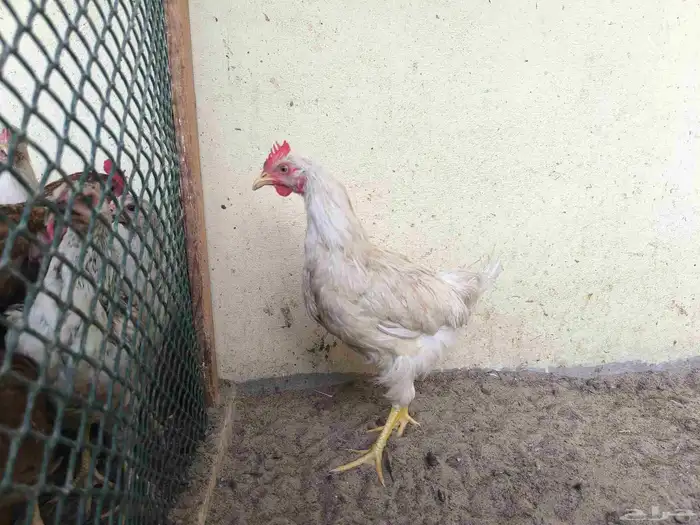 ديك. مجموعة ديوك للبيع 6