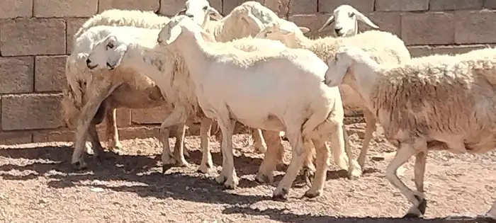 شياه نعيم حريات العدد 7 سدس شباب 9
