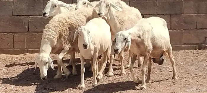 شياه نعيم حريات العدد 7 سدس شباب 6