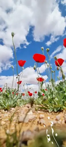 بذور نباتات الوسمي و الربيع البرية السعودية 0