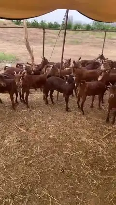 جفار دهم محايليات فواخر 2