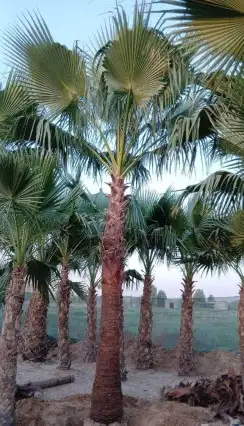 نخل مثمر للبيع نخيل اخلاص سكري صقعي هلالي مجدول غر سلج برحي 1
