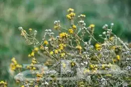 بذور نباتات الوسمي و الربيع البرية السعودية 6