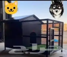 Dogs and Cat 0