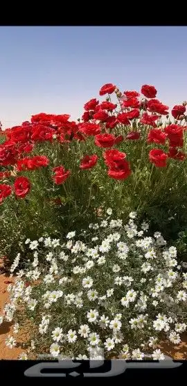 بذور نباتات الوسمي و الربيع البرية السعودية 1