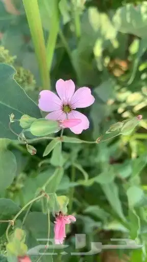 بذور نباتات الوسمي و الربيع البرية السعودية 8