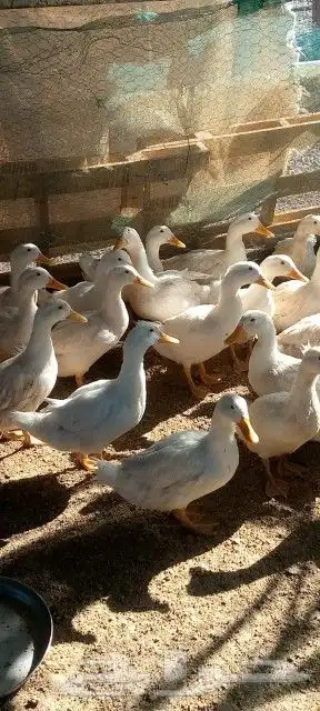 بط بكيني شحم ولحم حي ومذبوح index