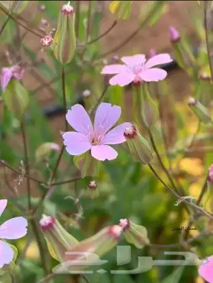 بذور نباتات الوسمي و الربيع البرية السعودية 4