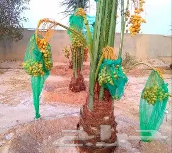 نخل للبيع نخيل مثمر نقايل جثايث خلاص سكري صقعي برحي شيشي سلج 4