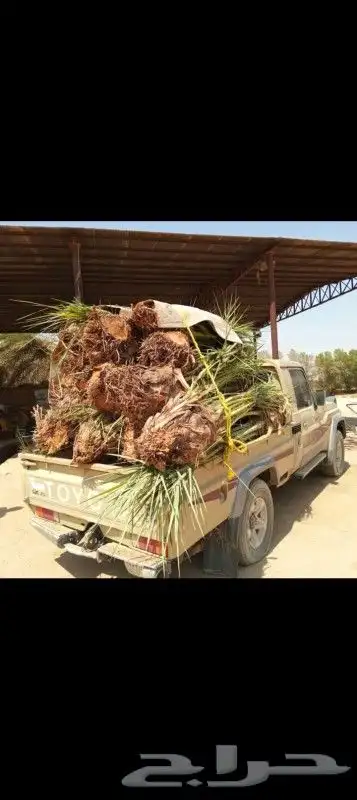 نخل للبيع نخيل مثمر نقايل جثايث خلاص سكري صقعي برحي شيشي سلج 8