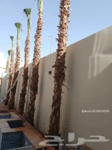 يوجد لدينا جميع انواع النخيل عربي واشنطن وتركيب الشبوك 1