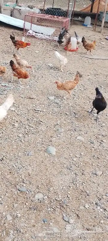 دجاج للبيع 8