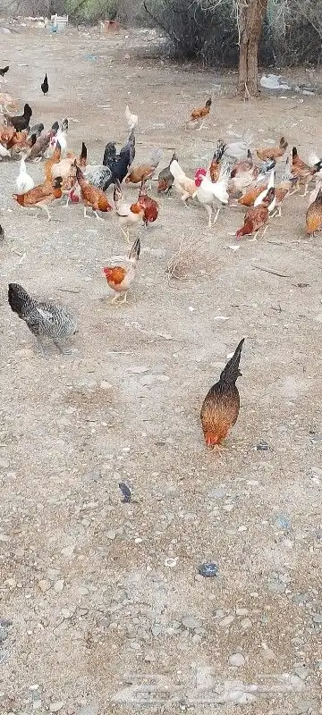 دجاج للبيع 7