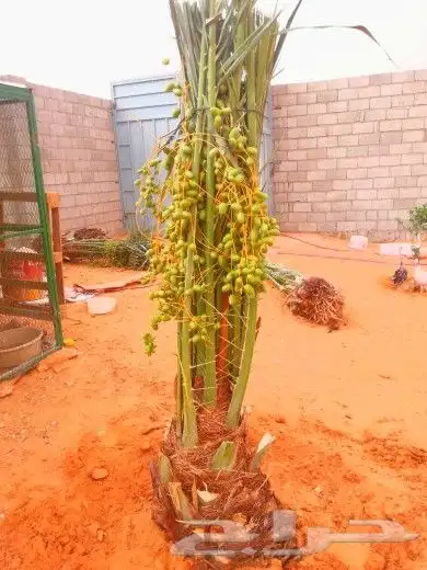 نخل مثمر عربي واشنطني نخيل سكري اخلاص صقعي مجدول هلالي سلج 8