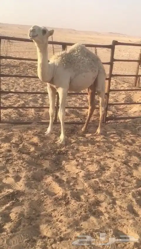 قعود العمر حول خمسه علا حليب امه 2