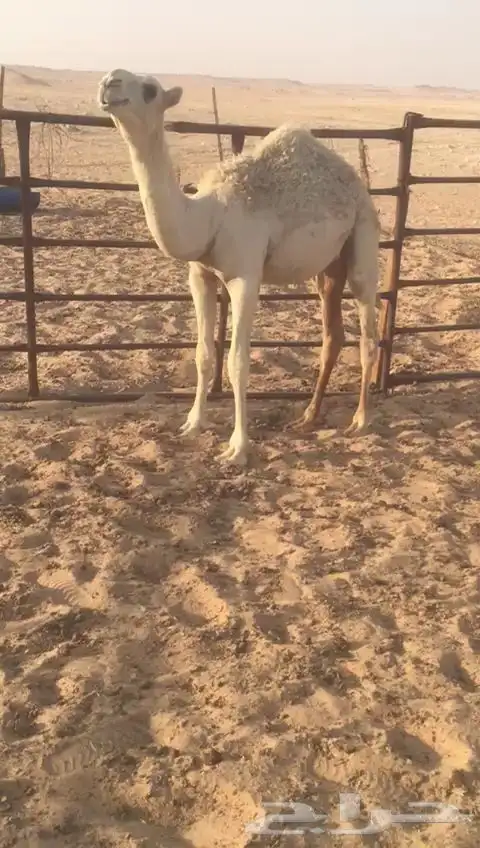 قعود العمر حول خمسه علا حليب امه 0