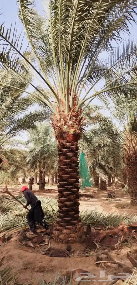 نخيل للبيع 3