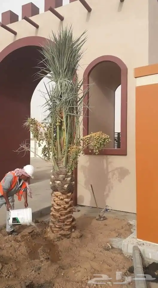 قلع وغرس وتوريد وتكريب النخيل 11