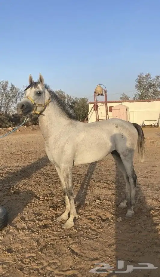 حصان شعبي سبوق 3