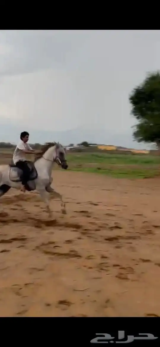 حصان كفو حار مع الخيل وهادي مع المبدئي والله انه طرب 0