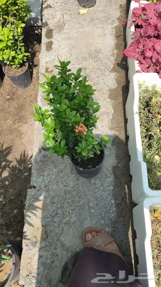 زراعه اشجار ونباتات 6