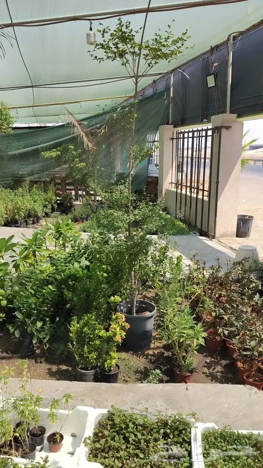 زراعه اشجار ونباتات 4
