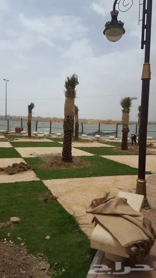 يوجد لدينا جميع انواع النخيل عربي واشنطن وتركيب الشبوك 0