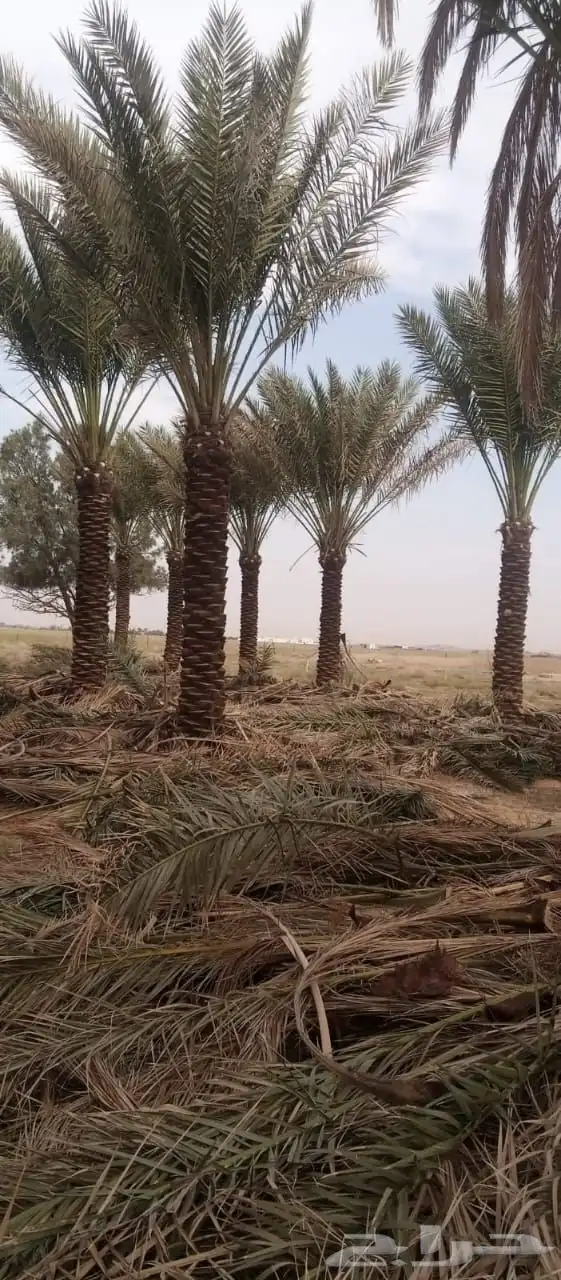 نخل القصيم مراد القصيم 9