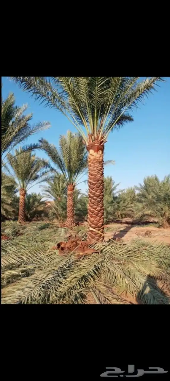 نخيل للبيع 4