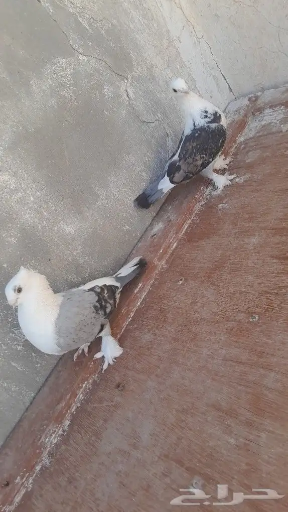 حمام زوج حب رمان على السوم التواصل واتس فقط 4