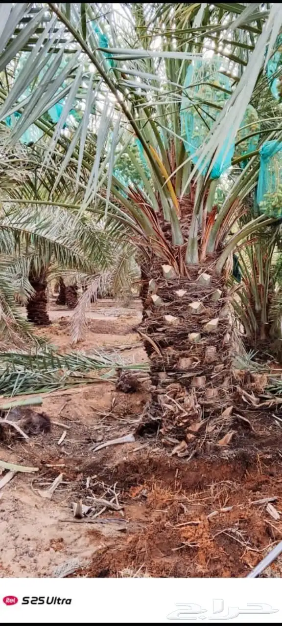 نخيل للبيع 0
