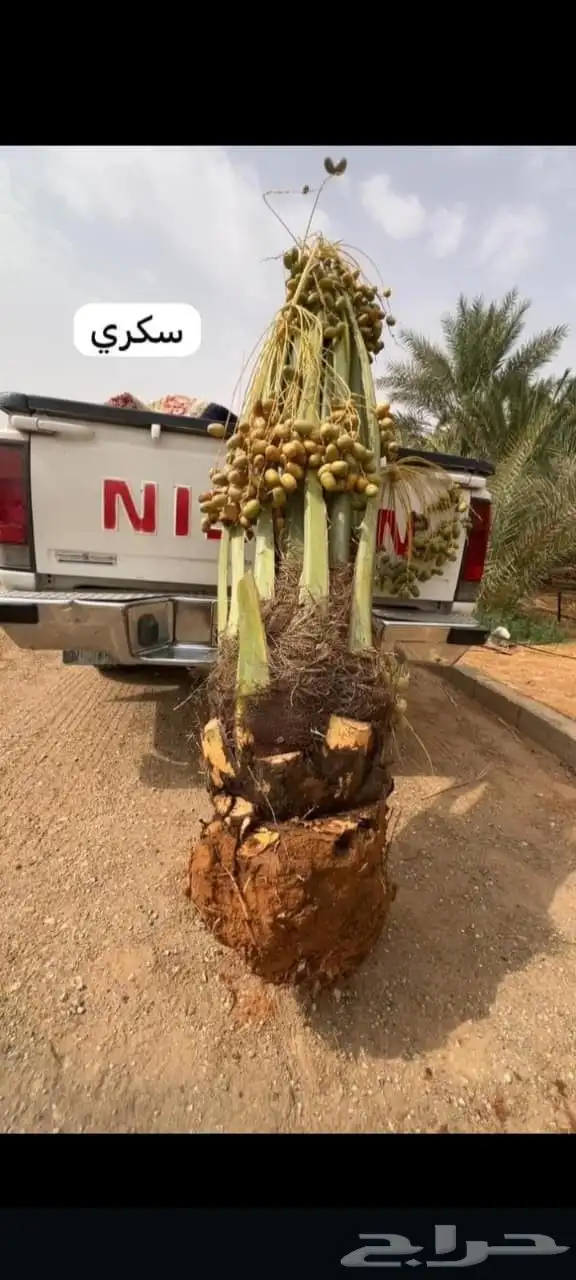 قلع وغرس وتوريد وتكريب النخيل 1