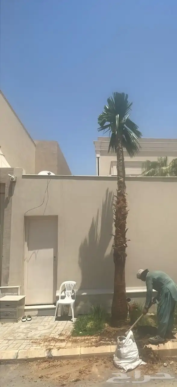 قلع وغرس وتوريد وتكريب النخيل 9