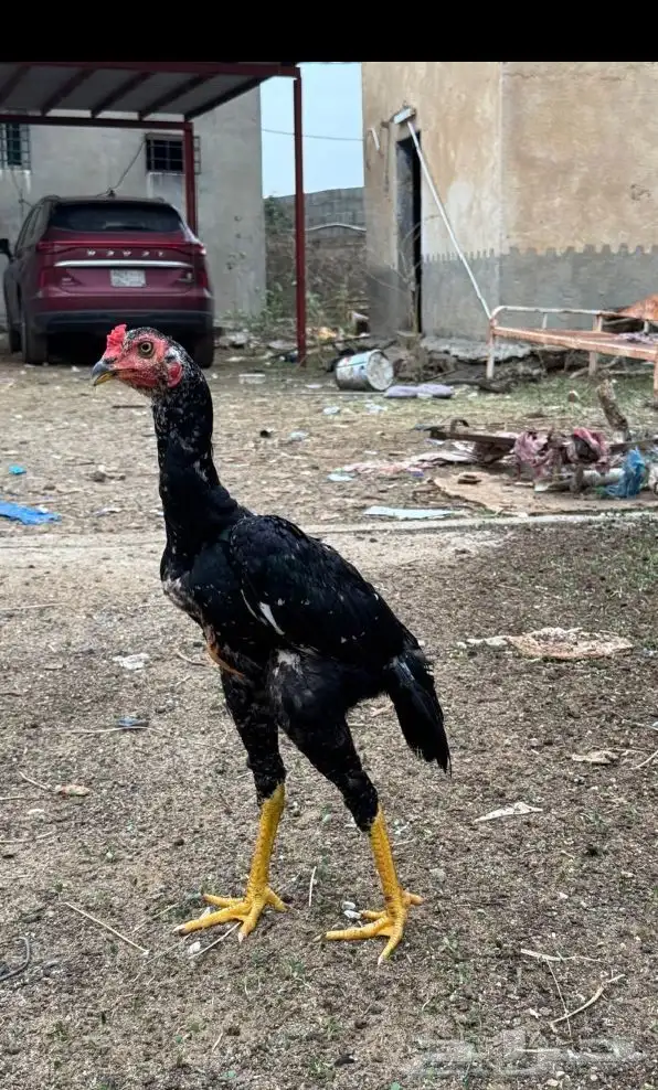 ديوك سندي بيور عروضنا غير 2
