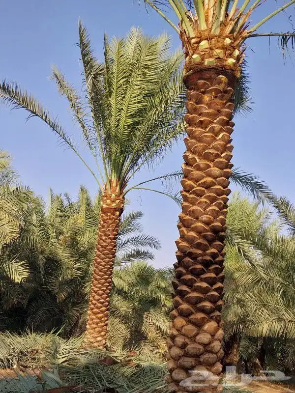 يوجد لدينا نخل واشنطني زينه امريكي ونخل عربي بكل المقاسات 6