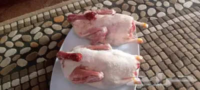 بط بكيني شحم ولحم حي ومذبوح index