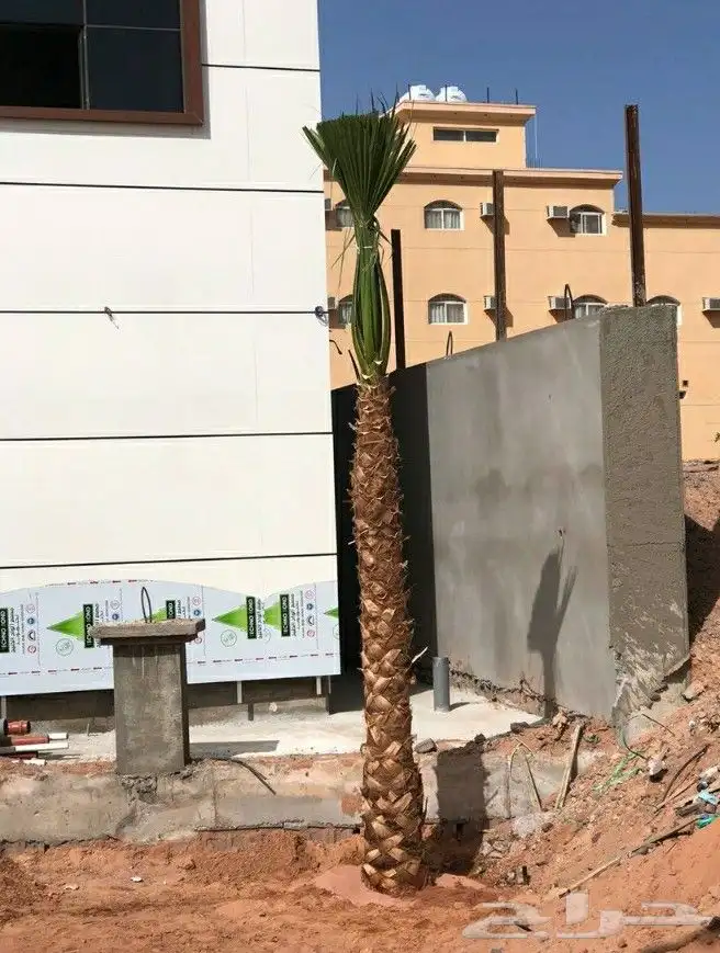 تركيب.الشبوك.وزراعه.النخيل.وعمال.التراث 9