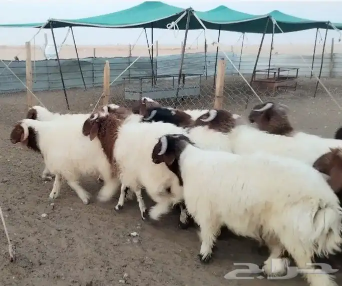 للبيع خرفان نعيم جذعان فاااخره 0