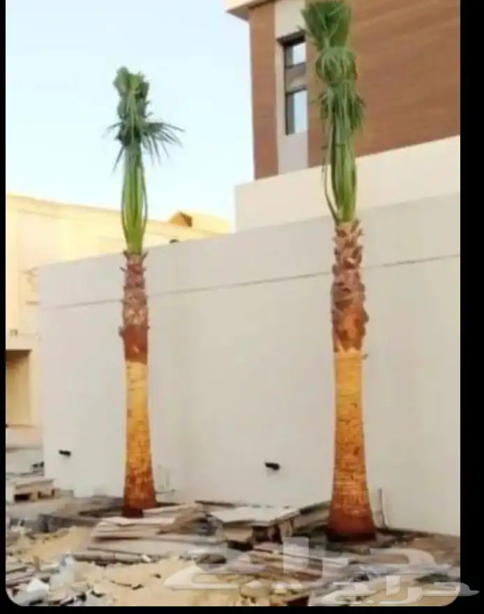كل ما يلزم من شغل النخيل خراف رطب نظافه عامه قس اسيف يابس 1