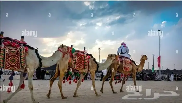اجار جمال ورحول قلايص راكبي بعير 4